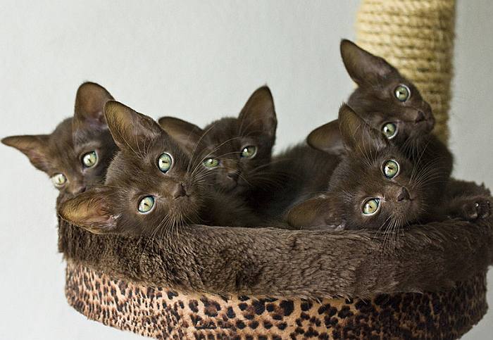 Гавана браун котята, хавана браун, фото фотография кошки