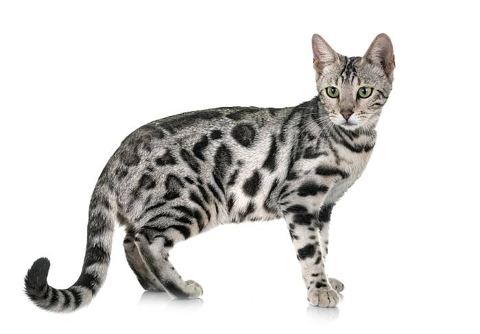 бенгальская кошка египетская мау