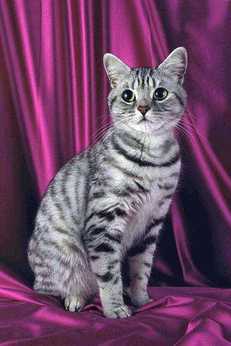 Египетский мау мао, фото фотография кошки