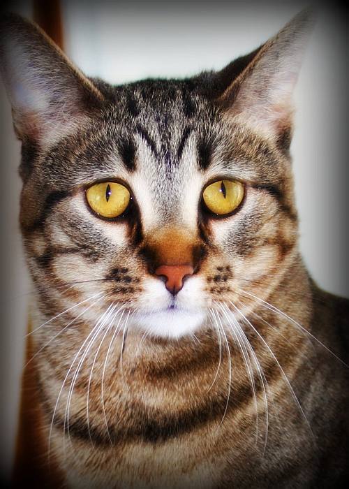 Калифорнийская сияющая кошка, фото фотография