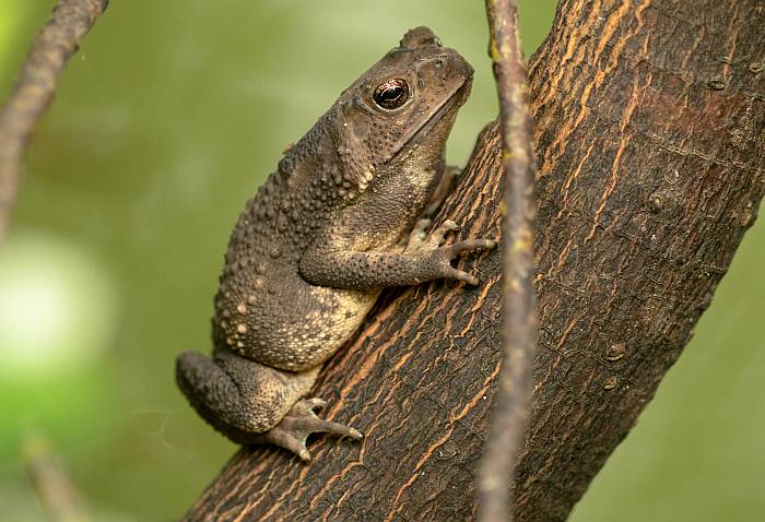 Малайская жаба, чернорубцовая жаба (Duttaphrynus melanostictus), фото фотография амфибии