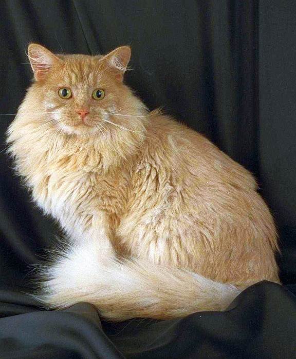 Норвежская лесная кошка, фото фотография