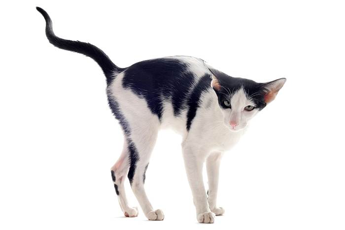 Ориентал, ориентальная кошка, фото фотография