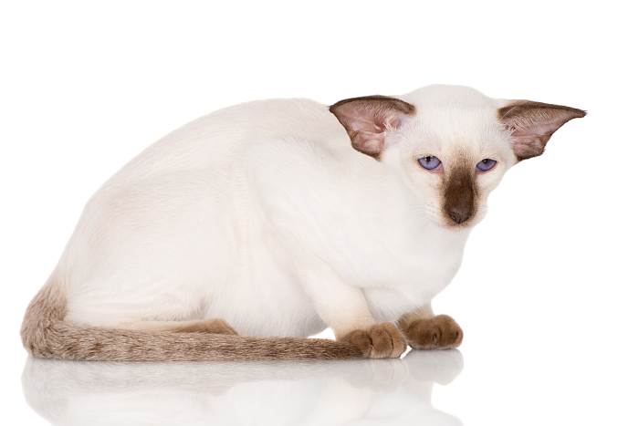 Сиам, сиамская кошка, фото фотография