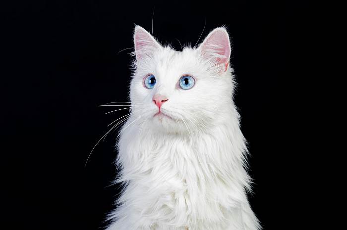 Ангорская кошка, турецкая ангора, фото фотография кошки