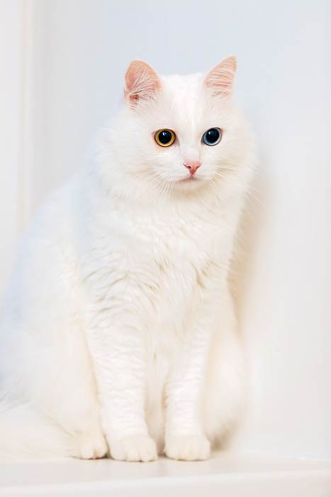 Ангорская кошка, турецкая ангора, фото фотография кошки