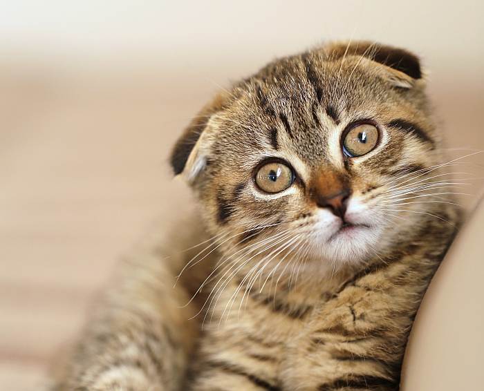 Скоттиш-фолд, шотландская вислоухая кошка, кошки фото фотография