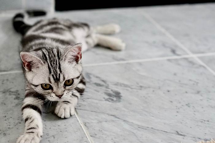 Котенок американской жесткошерстной кошки, фото фотография картинка