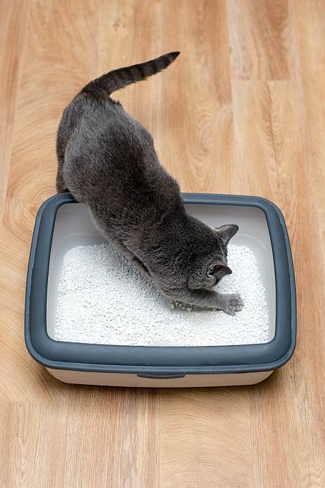Серый кот копается в наполнителе лотке, фото фотография кошки