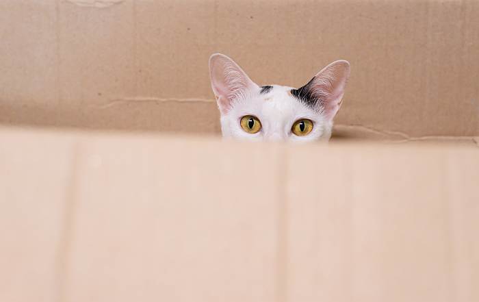 Кот выглядывает из коробки, фото фотография кошки