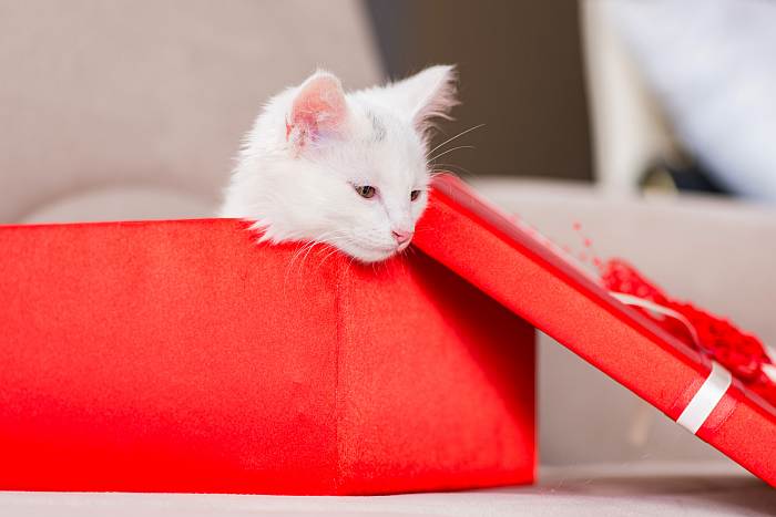 Белая кошка выглядывает из красной коробки, фото фотография кошки