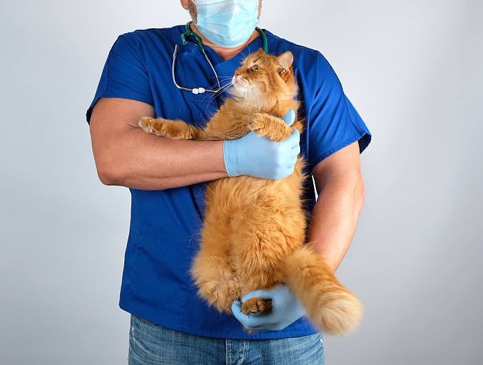 Ветеринарный врач держит рыжего кота, фото фотография кошки