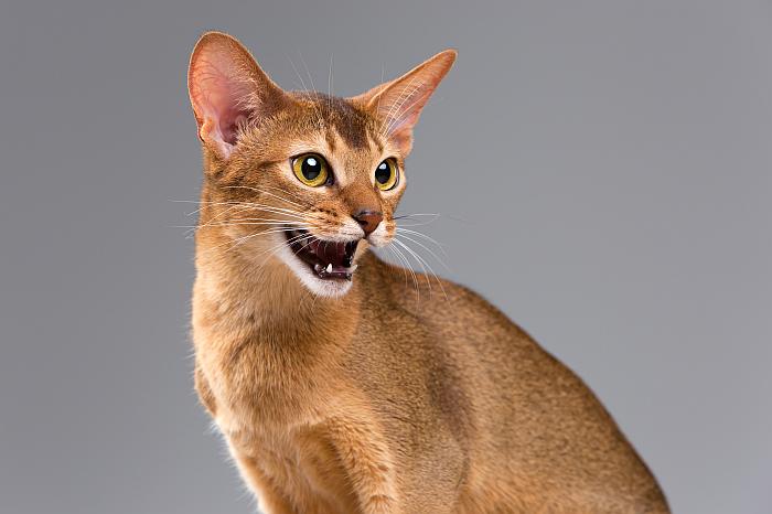 Абиссинская кошка, фотография фотография