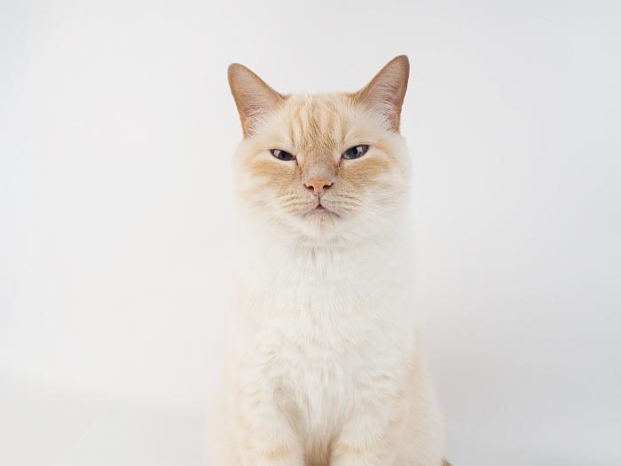 Тайская кошка, фото фотография породы кошек