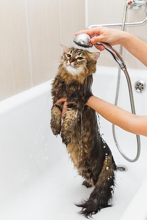 Мокрый кот, фото кошки фотография