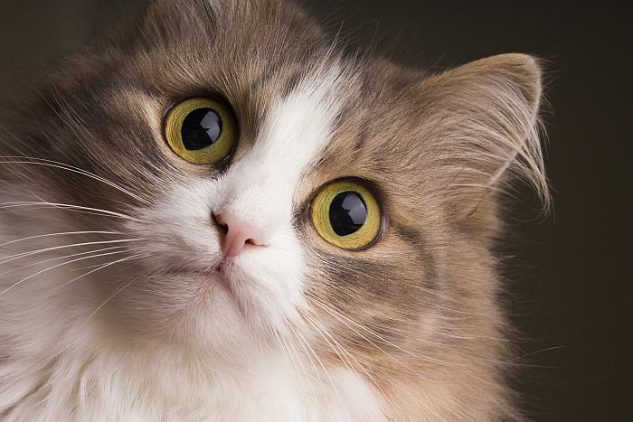 Кошка с зелеными глазами, фото фотография