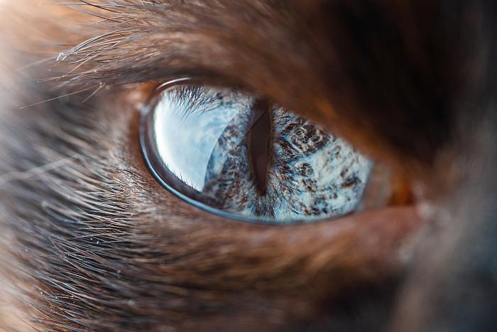 Глаз сиамской кошки, фото фотография