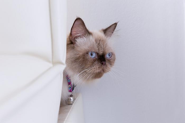 Экзотическая короткошерстная кошка (экзот), фото фотография