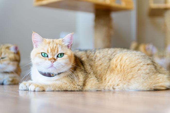 Британская кошка, фото породы кошки фотография