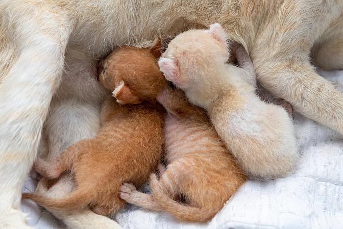 Новорожденные котята спят вместе с мамой-кошкой, фото кошки фотография