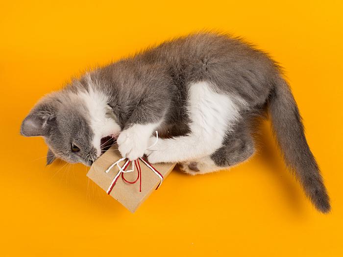 Котенок играет с коробкой, фото фотография кошки