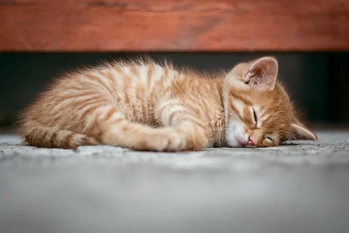 Спящий рыжий котенок, фото поведение кошки фотография