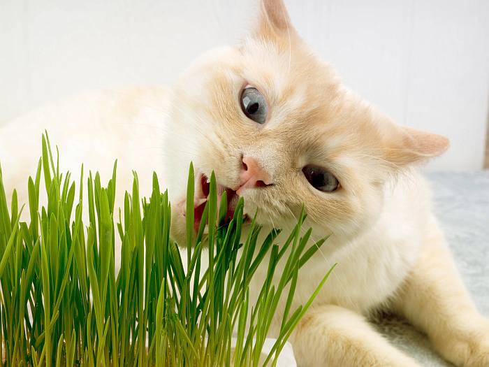 Кошка кот ест жует траву овес, фото поведение психология кошки фотография