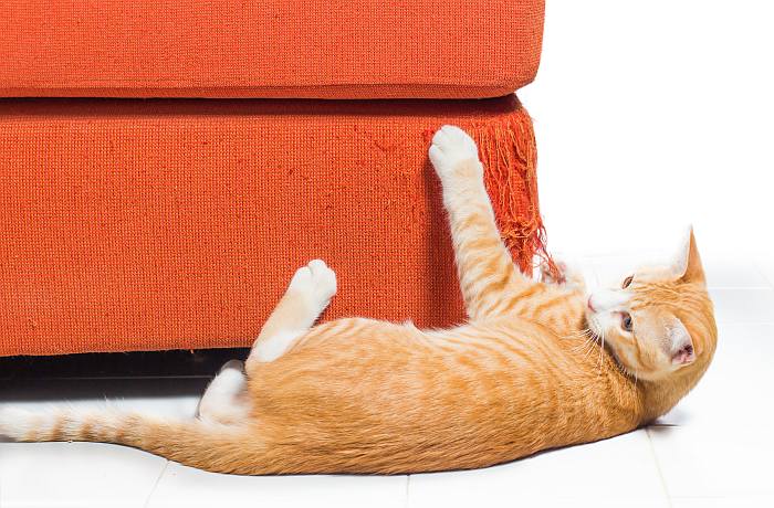 Кот дерет кресло или диван, фото фотография