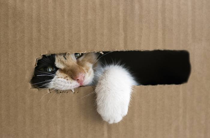 Кошка играет с картонной коробкой, фотография поведение кошки фото