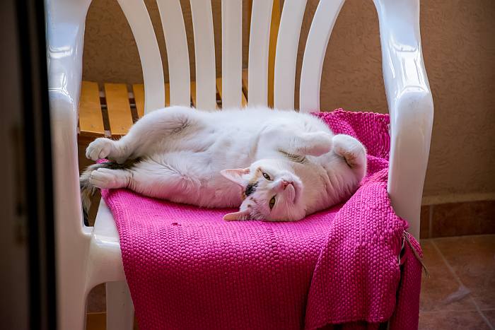 Домашняя кошка валяется в кресле, фото поведение психология кошки изображение