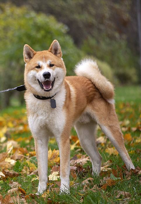 Японская акита ину, фото породы собак фотография картинка