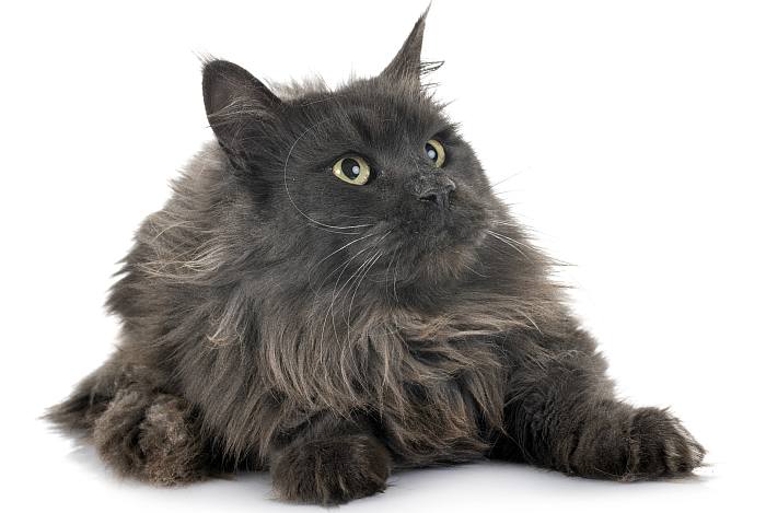 Мейн-кун, менская енотовая кошка, фото породы кошек фотография