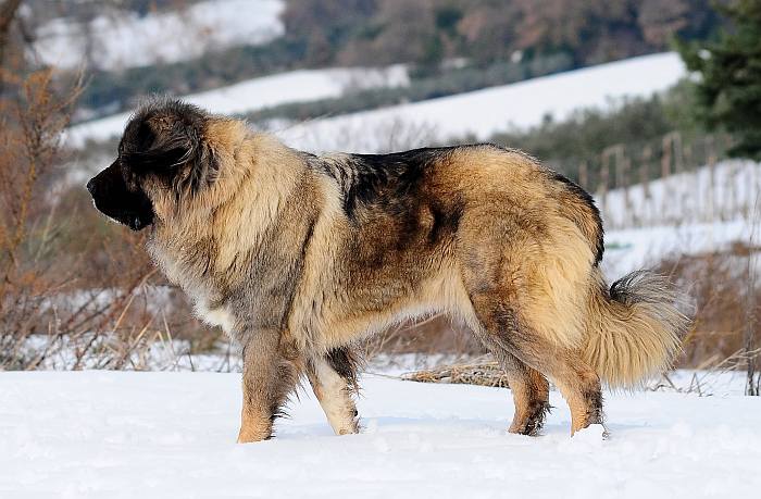 Кавказская овчарка, фото породы собак фотография