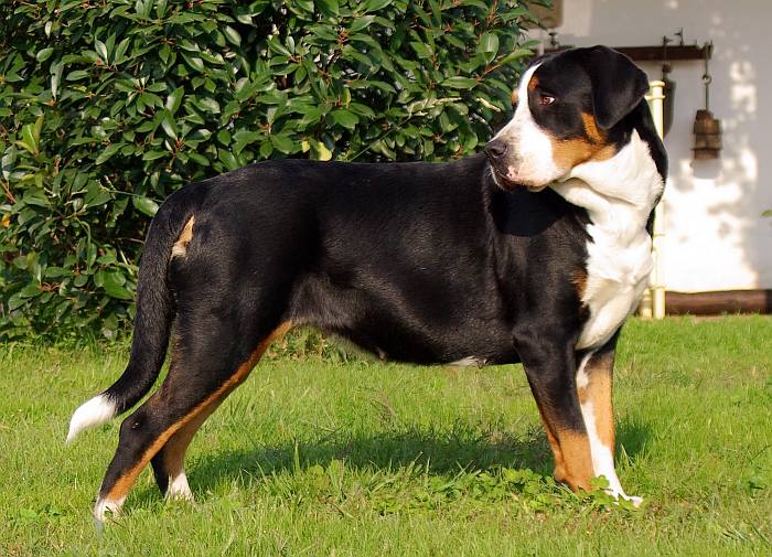 Большой швейцарский зенненхунд, фото породы собак фотография