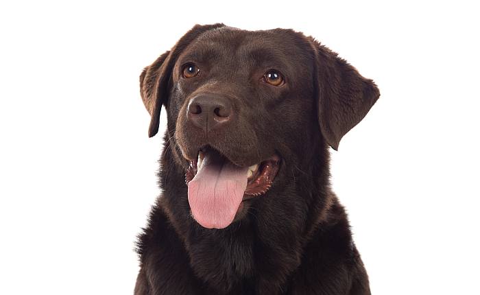 Шоколадный лабрадор ретривер, фото породы собаки фотография картинка