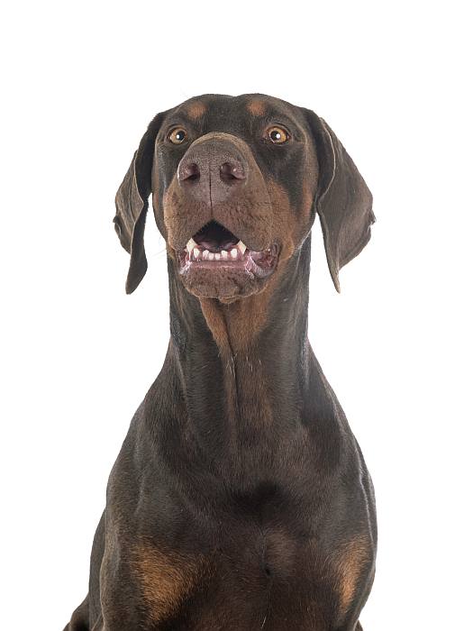 Доберман, фото породы собаки фотография