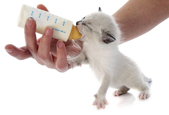 Маленький котенок сосет из бутылочки, фото кошки, фотография породы кошек