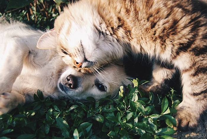 Собака и кошка, фото фотография питомцы