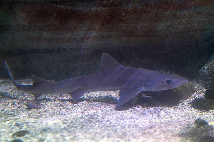 Американская кунья акула (Mustelus canis), фото фотография рыбы