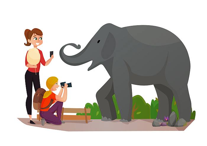 Девушки фотографируют слона в зоопарке, рисунок иллюстрация картинка
