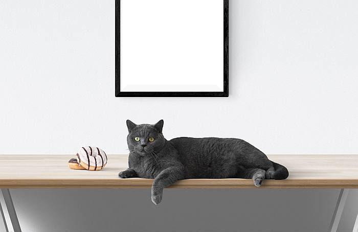 Кот лежит на столе, фото фотография