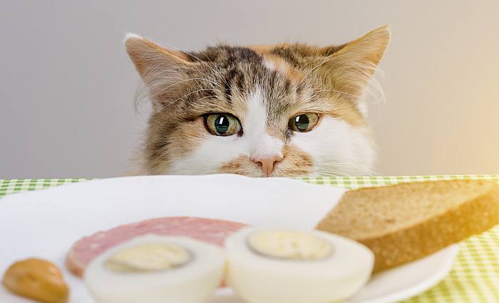 Кот смотрит на колбасу и яйца, фото фотография