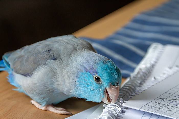 Голубой попугайчик рвет бумагу, фото фотография