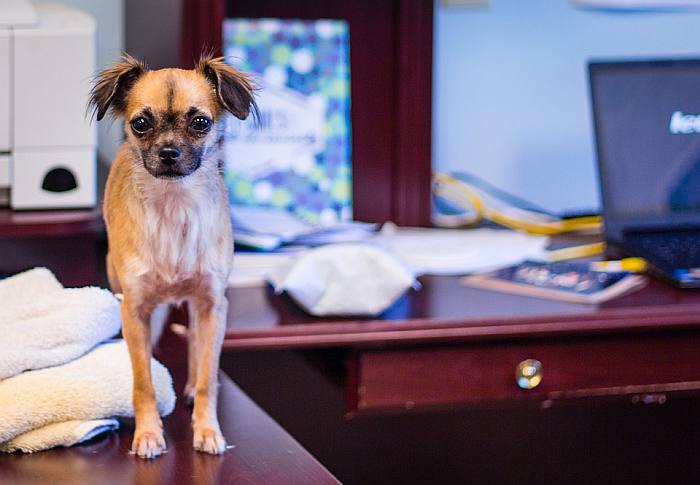 Небольшая собачка стоит на столе, фото фотография