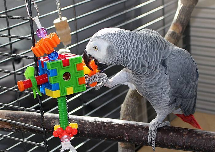 Попугай жако играет с головоломкой, фото фотография