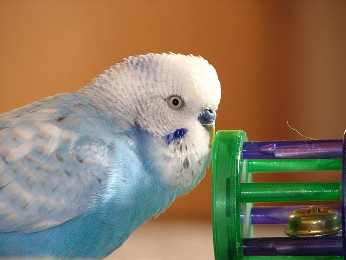 Волнистый попугайчик играет с игрушкой, фото фотография