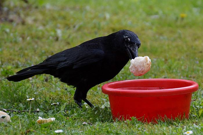 Черная ворона с хлебом в клюве, фото фотография