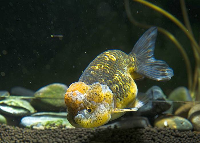 Золотая рыбка львиноголовка, фото фотография