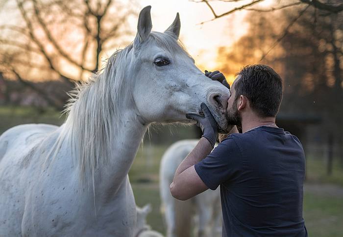 Мужчина целует белую лошадь, фото фотография