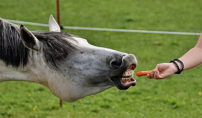 Лошадь тянется к морковке, фото фотография